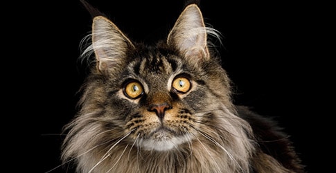 Maine Coon