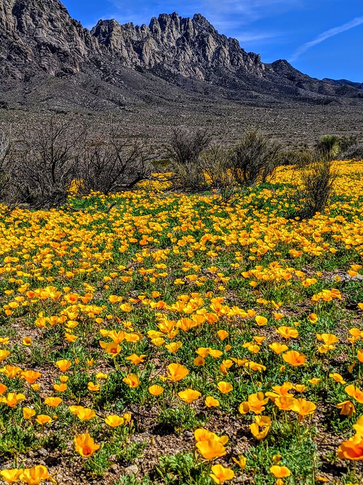 OrganMountains