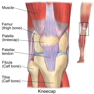 10 Best Exercises for Bad Knees (and 3 to Avoid!)